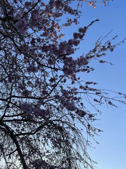 桜21 桜21の写真