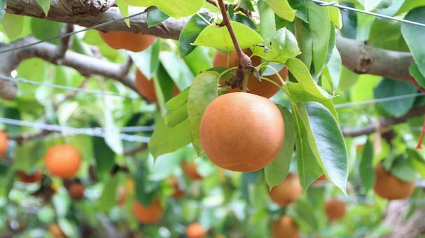 Photo, pear, chojuro, japanese pear, 