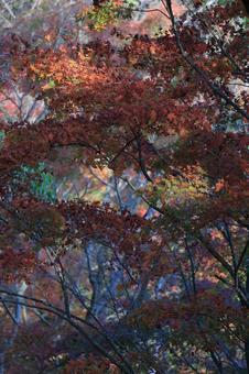 autumn leaves, à l'extérieur, paysage, automne, JPG