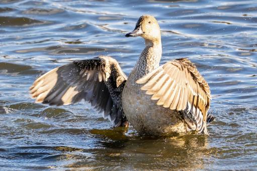 オナガガモの羽ばたき⑵ カモ,オナガガモ,メスの写真素材