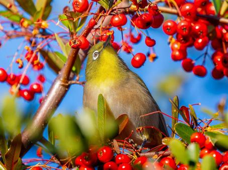 Pyracantha and Japanese White-eye, JPG Pyracantha and Japanese White-eye, JPG