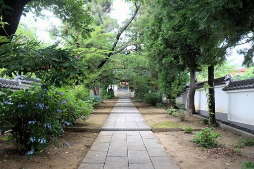信州上田、海禅寺へ続く参道、絵になる風景 信州上田、海禅寺へ続く参道、絵になる風景 海禅寺,道,土塀の写真素材