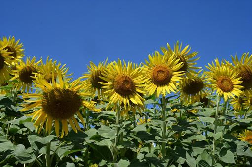 高崎市はにわの里公園で撮ったヒマワリ 高崎市はにわの里公園で撮ったヒマワリの写真