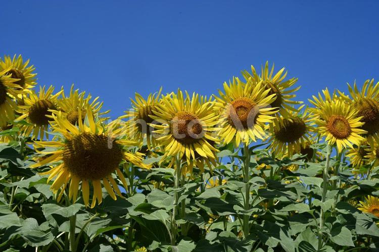 高崎市はにわの里公園で撮ったヒマワリ ひまわり,ヒマワリ,自然の写真素材