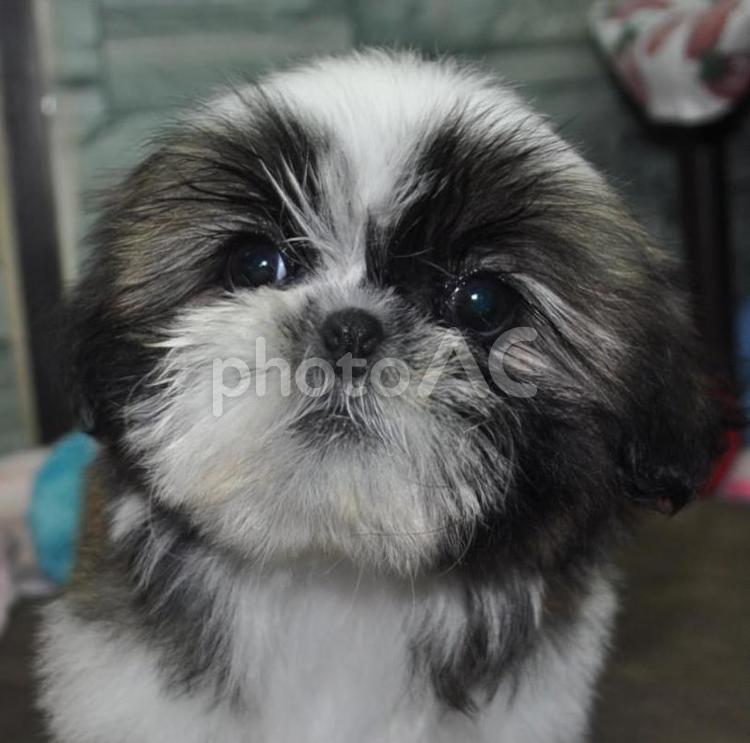 見上げるシーちゃん シーズー,子犬,見つめるの写真素材
