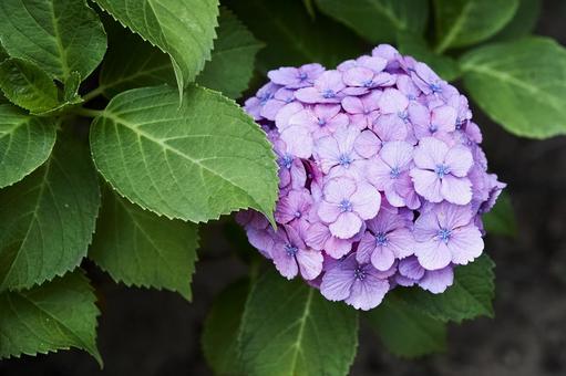 紫陽花７の写真