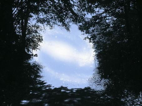木々から見える空 木々から見える空の写真