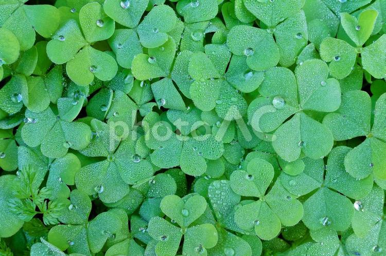 水滴とカタバミのテクスチャ カタバミ,葉,植物の写真素材