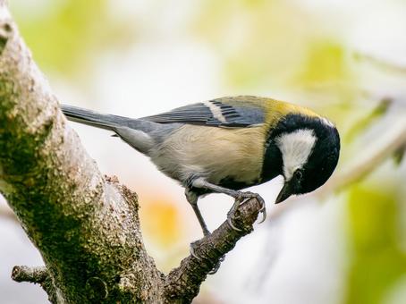 枝にとまるシジュウカラ シジュウカラ,野鳥,鳥の写真素材