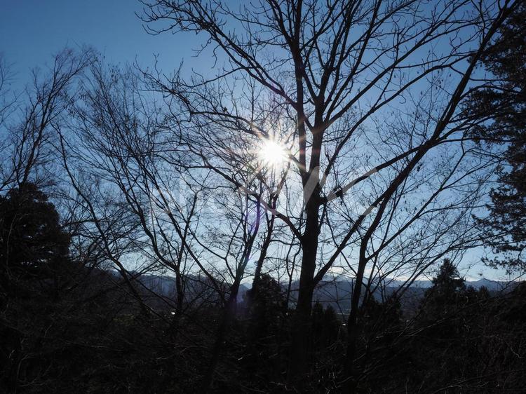 冬の青空と太陽と木々 レンズフレア,木漏れ日,太陽光の写真素材