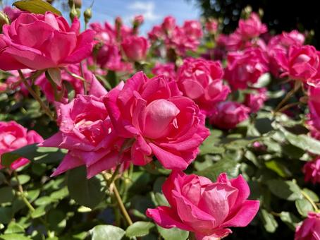 Red pink roses, JPG Red pink roses, JPG