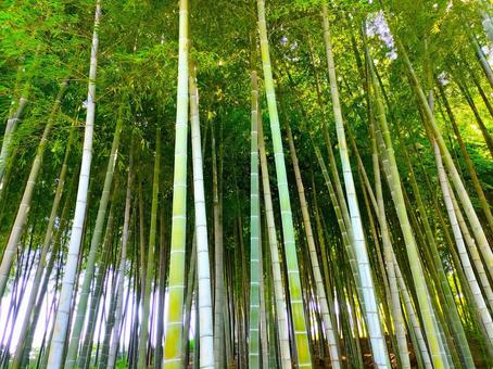 竹林 竹林の写真