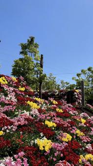 花の大谷 花の大谷 花,自然,縦長の写真素材