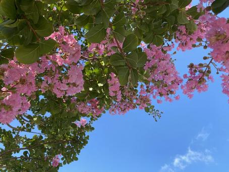 青空とピンクの花 青空とピンクの花の写真