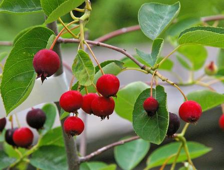 アメリカザイフリボク アメリカザイフリボク,亜米利加采振木,ジューンべリーの写真素材