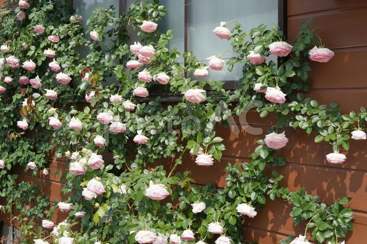 満開のつる薔薇（水切れ）09 バラ,薔薇,花の写真素材