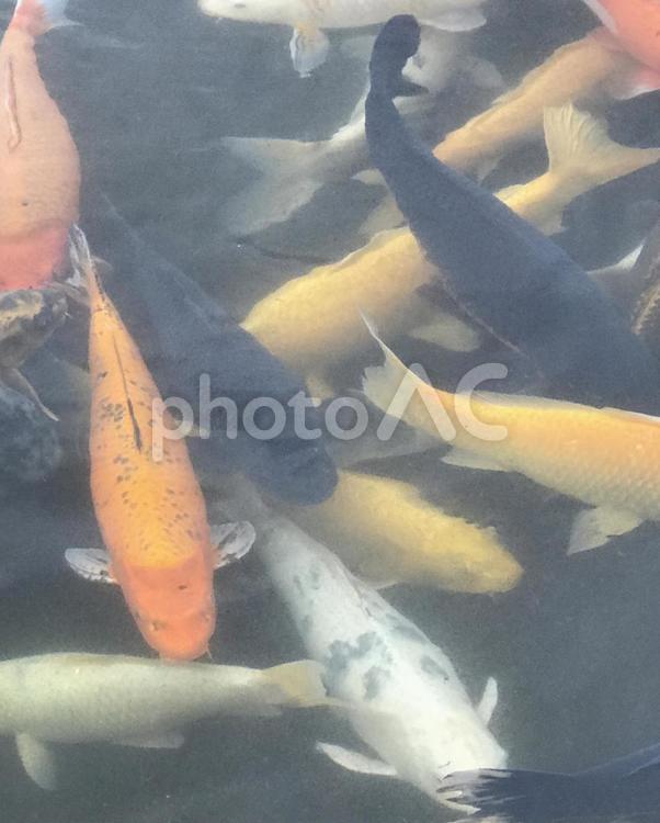 池の中の鯉 鯉,魚,コイの写真素材
