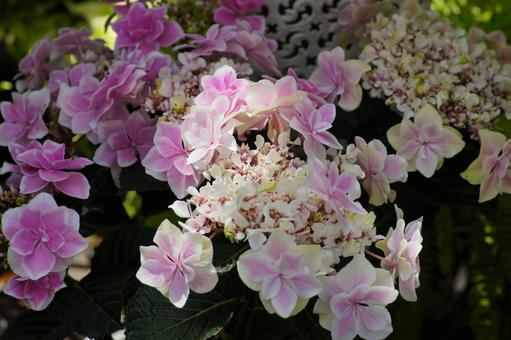 アジサイの花。の写真