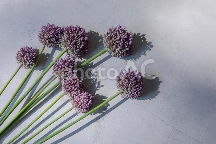 にんにくの花 にんにくの花,にんにく,丸いの写真素材