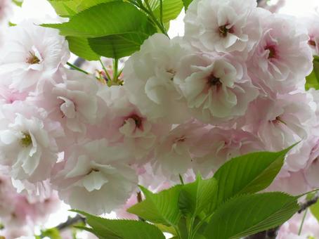 八重桜 八重桜の写真
