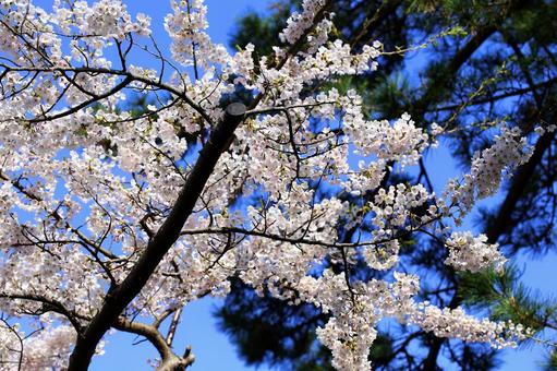 青空に映える函館公園の桜の花と松の木 青空に映える函館公園の桜の花と松の木 さくら,春,サクラの写真素材