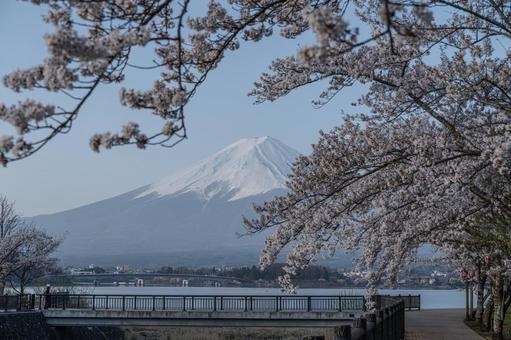 春の河口湖 春の河口湖 富士山,河口湖,春の写真素材
