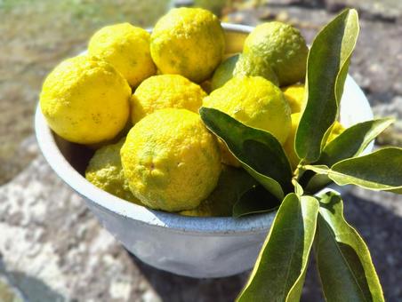 もぎたて柚子 Dの写真