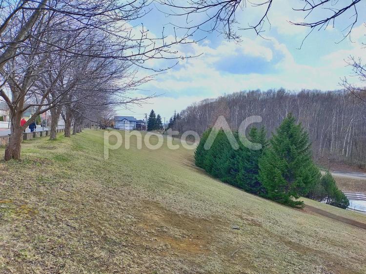 斜面を生かした木の配置と芝生のある公園 公園,自然,樹木の写真素材
