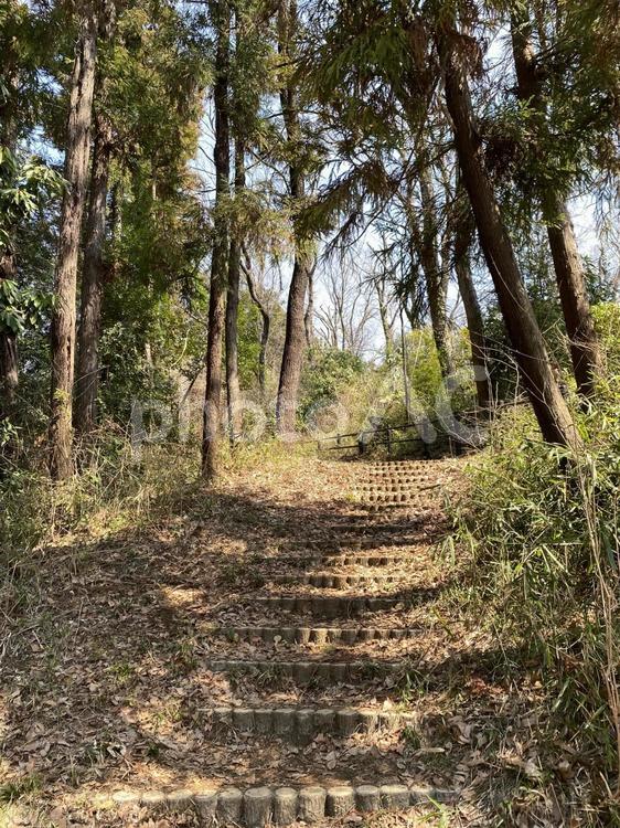 木陰のある公園の階段 森林浴,ハイキング,散策路の写真素材
