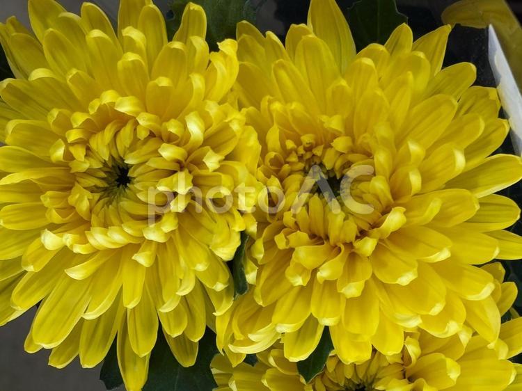 花の素材（菊） 花,素材,菊の写真素材
