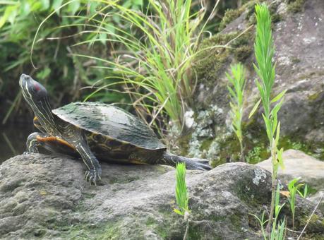 Red-eared slider (Mississippi maple), JPG