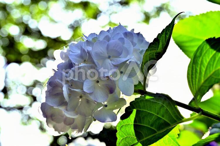 紫陽花に魅せられて３紫陽花４ つゆ,6月,キラキラの写真素材