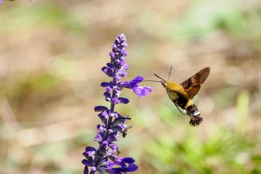 ヒメクロホウジャク(60) 蛾,虫,ヒメクロホウジャクの写真素材