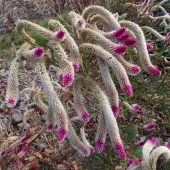 ケイトウ（鶏頭） ケイトウ,鶏頭,花の写真素材