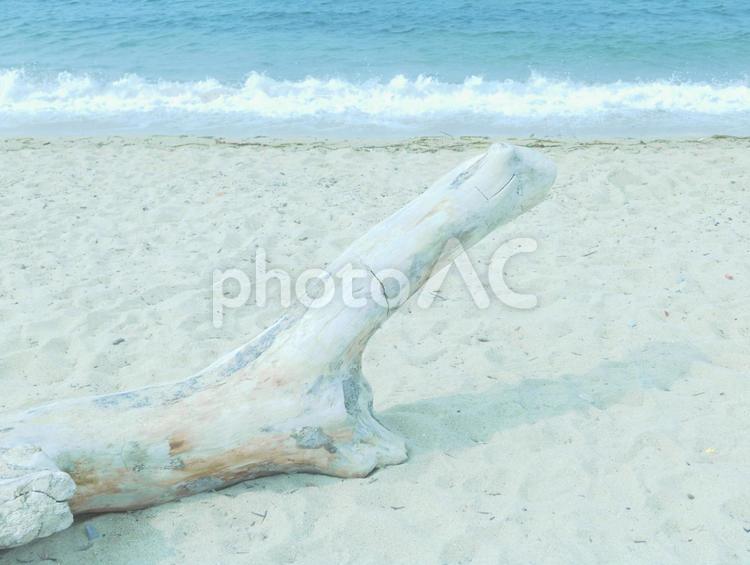 海と流木 背景,夏,海の写真素材