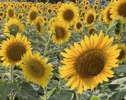 花★向日葵 ひまわり ヒマワリ 花★向日葵 ひまわり ヒマワリ 黄色,向日葵,ヒマワリの写真素材