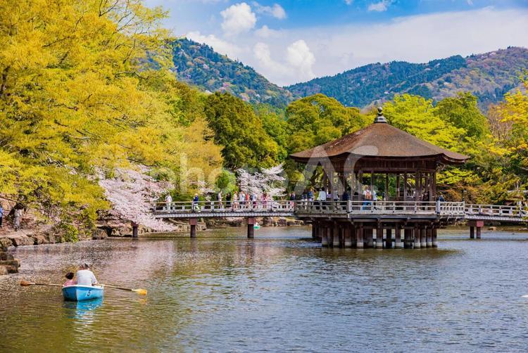 奈良公園　満開の桜風景と浮御堂　 奈良公園,浮御堂,桜の写真素材