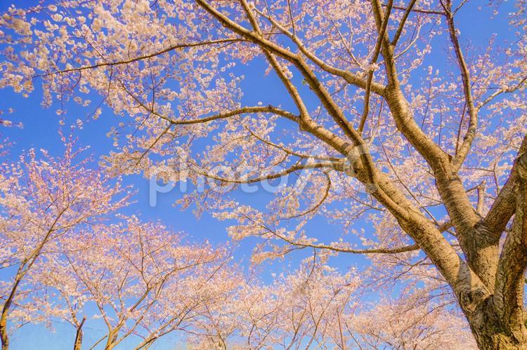 満開の桜と晴天の青空（調布飛行場） 桜,青空,晴天の写真素材