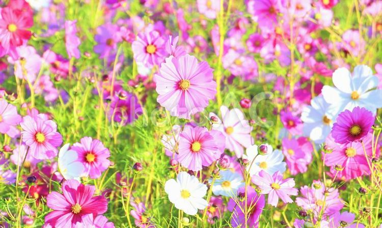 華やかなコスモスの花と朝の陽光 秋,コスモス,花の写真素材