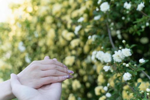 重なる手と咲く白い花々① 重なる手と咲く白い花々①の写真