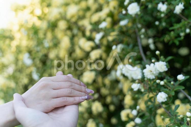 重なる手と咲く白い花々① 手,愛,カップルの写真素材