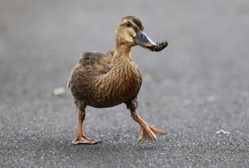 カナブンを捕まえたカルガモ(雑食) カナブンを捕まえたカルガモ(雑食) カルガモ,カナブン,昆虫の写真素材