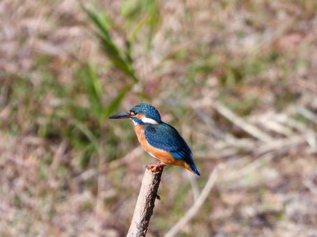 岸に立てられた枯れ枝にとまるカワセミ2の写真
