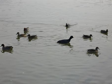 水鳥ボケ背景-3 水鳥ボケ背景-3の写真