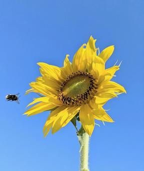 向日葵と蜂 向日葵と蜂の写真
