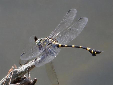 【昆虫写真】ウチワヤンマ(団扇蜻蜒) 【昆虫写真】ウチワヤンマ(団扇蜻蜒)の写真