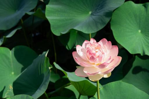 池に浮かぶピンクのハスの花 池に浮かぶピンクのハスの花の写真