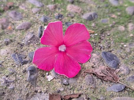 地面の花3 地面の花3の写真