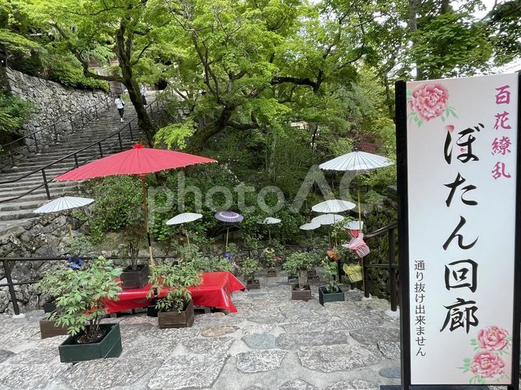 奈良　長谷寺　ぼたん回廊 ぼたん回廊,石段,毛氈の写真素材