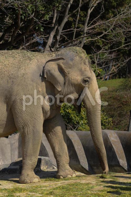 アジアゾウ ゾウ,象,動物の写真素材